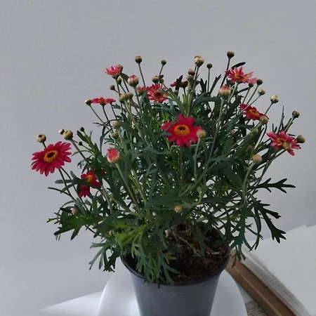 Appartamento Un Balcone Sul